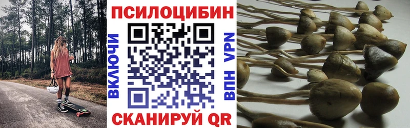 Галлюциногенные грибы Cubensis Балахна